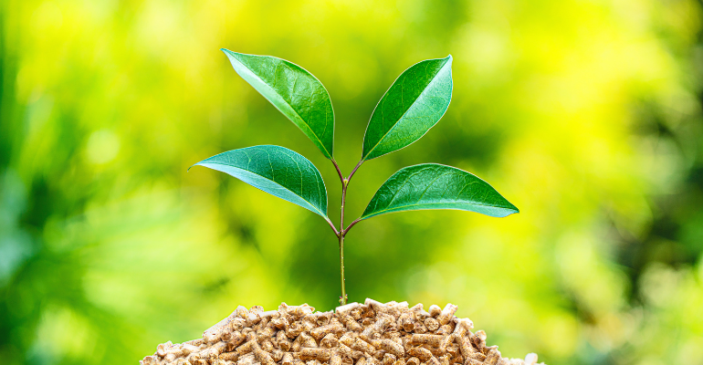 Essential Nutrients for Plant Growth