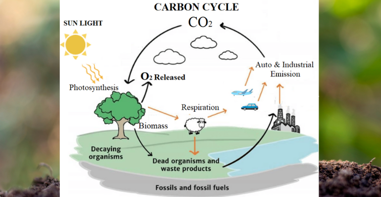 Paradigm Shift from Carbon Cycle to Nitrogen Cycle